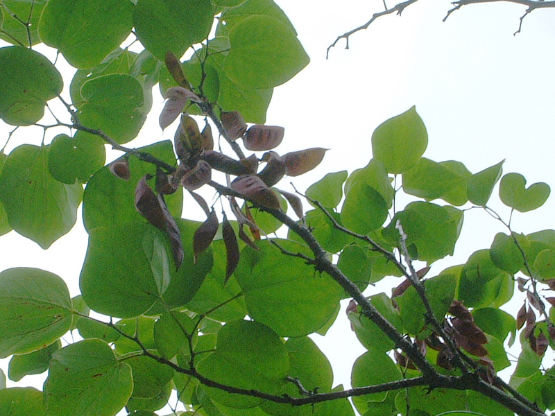 Cercis chinensis