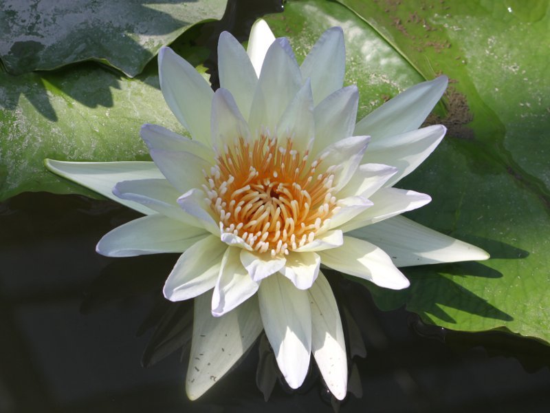 Water lily