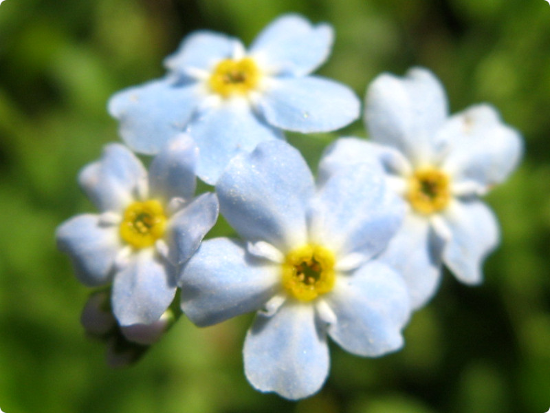 勿忘草 Myosotis Scorpioides L 科技研花图画书