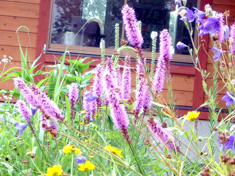 リアトリス Liatris Spicata かぎけん花図鑑