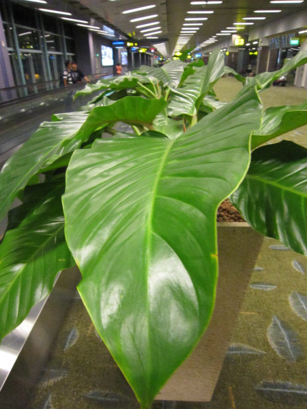 Philodendron