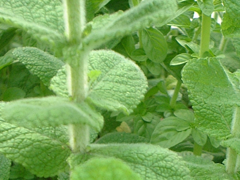 アップルミント Mentha Suaveolens かぎけん花図鑑