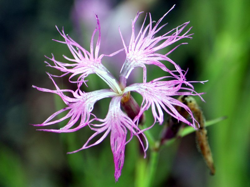 Dianthus superbus