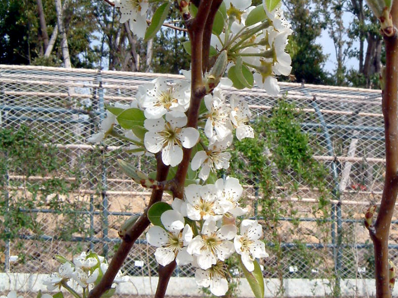 ラ フランス Pyrus Communis Var Sativa かぎけん花図鑑