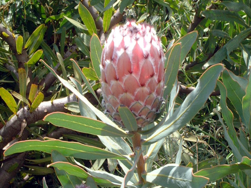 プロテア・ネリフォリア | Protea neriifoli | かぎけん花図鑑