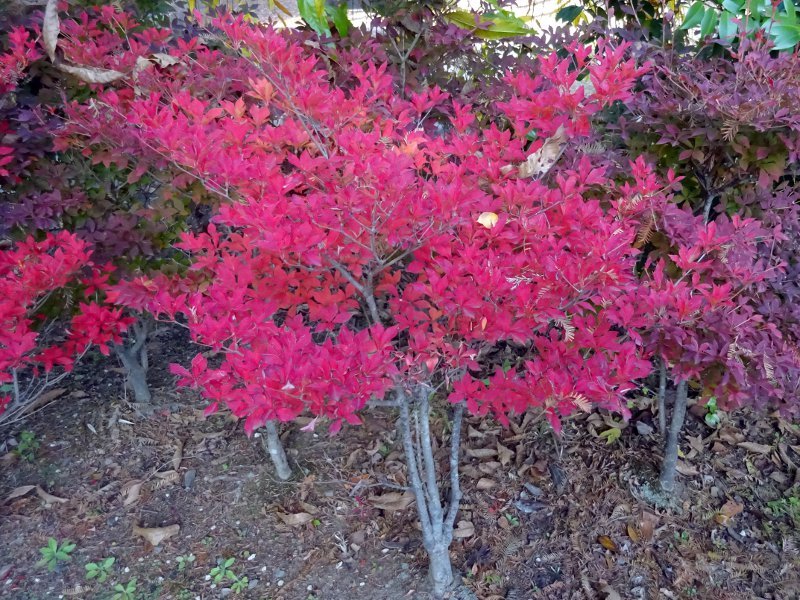 ドウダンツツジ Enkianthus Perulatus かぎけん花図鑑