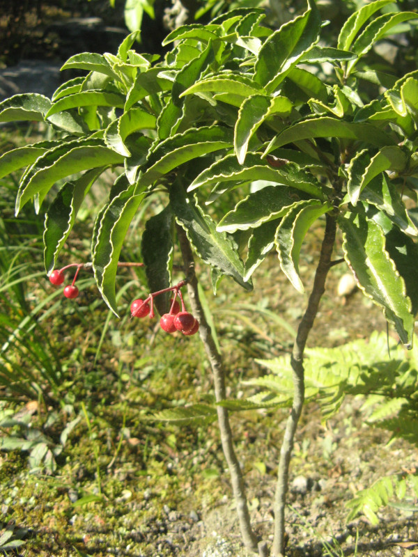 Ardisia crenata