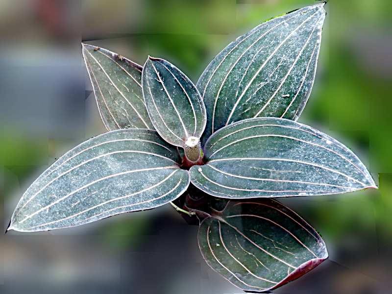 Ludisia discolor