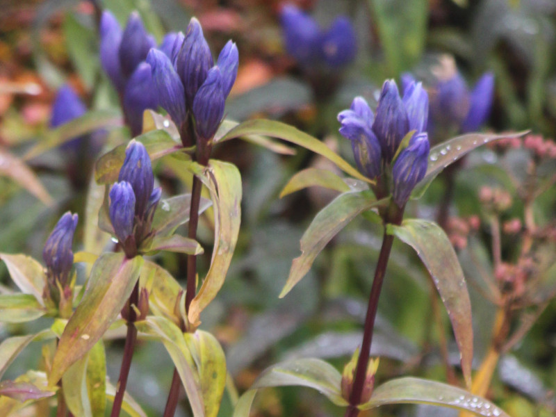 エゾオヤマリンドウ Gentiana Triflora Var Japonica Subvar Montana かぎけん花図鑑