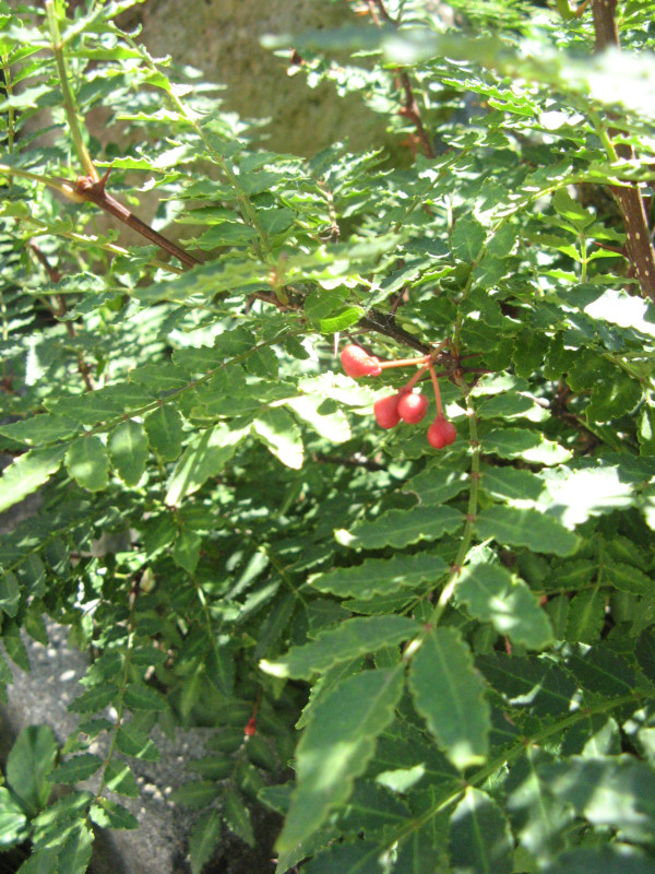 Japanese pepper