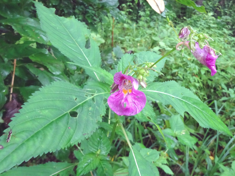 ツリフネソウ Impatiens Textori かぎけん花図鑑