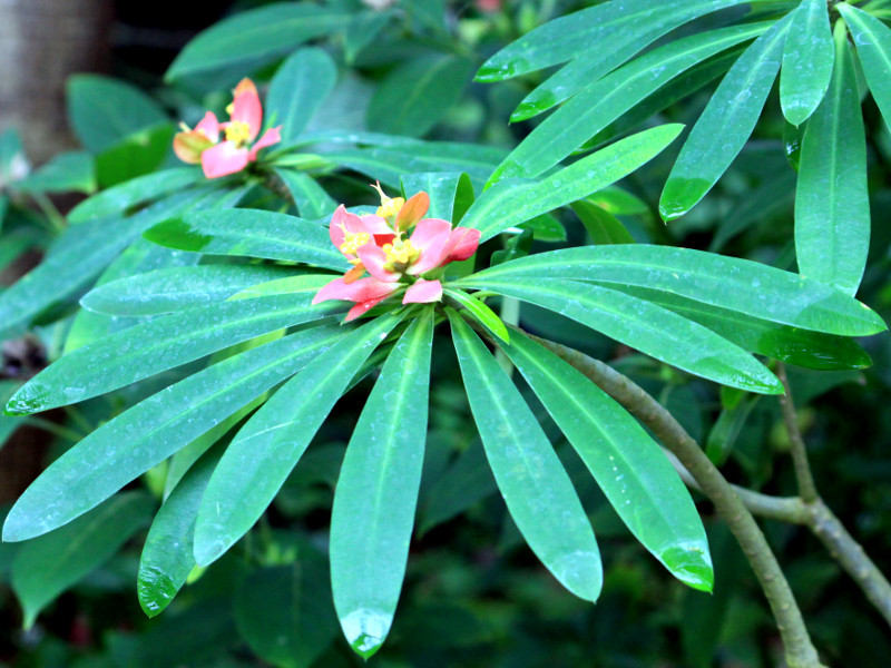 Euphorbia punicea