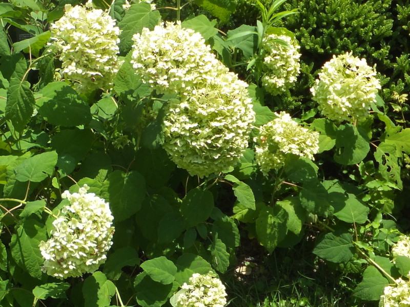 Image of Hydrangea arborescens sweet annabelle in a hedgerow