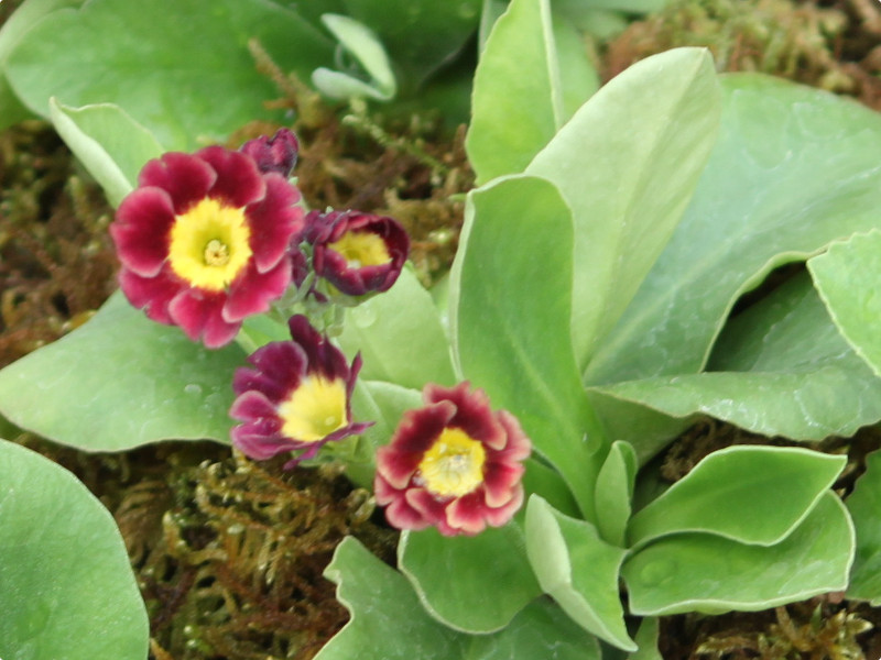 Primula auricula