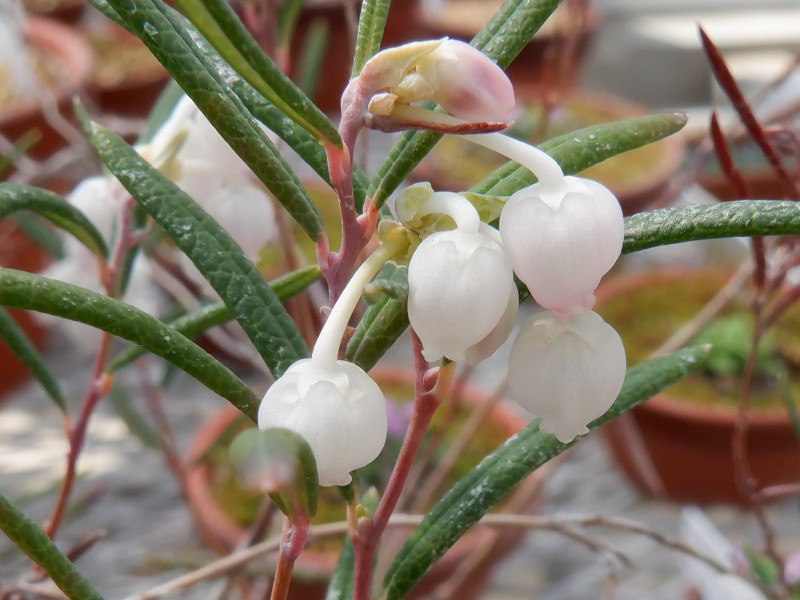 White Andromeda polifolia