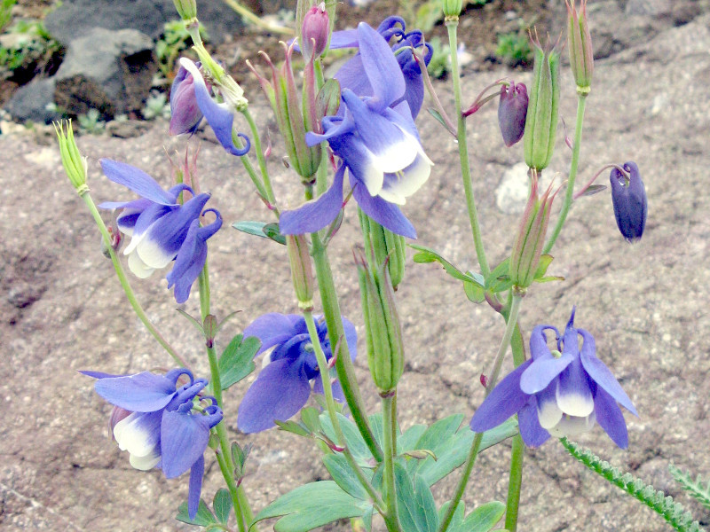 Aquilegia pumila