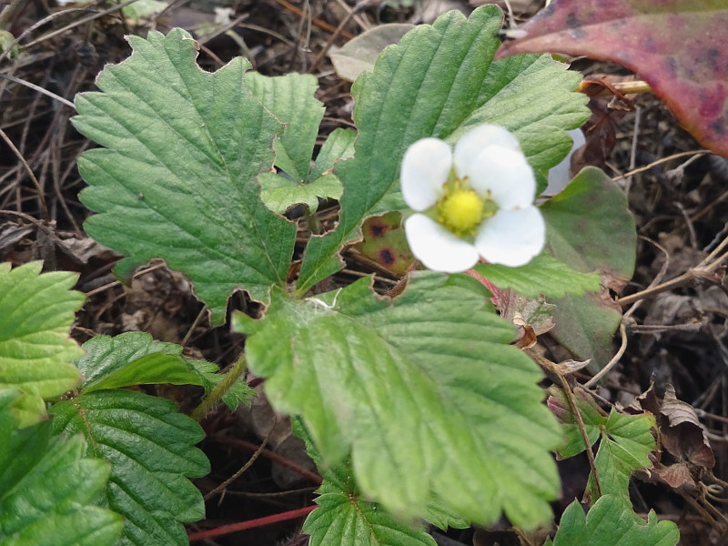 ワイルドストロベリー Fragaria Vesca かぎけん花図鑑