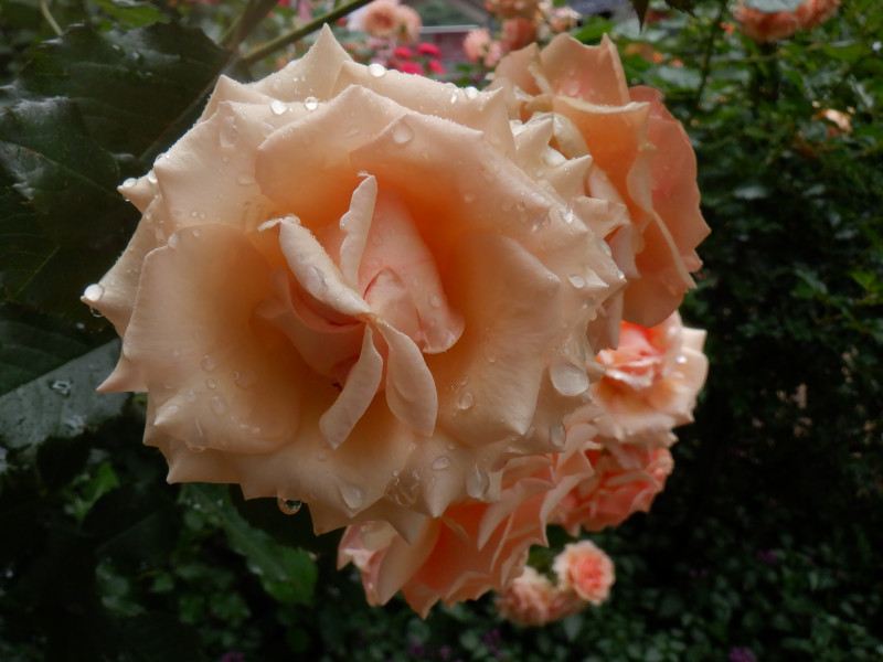 玫瑰 香杏 Rose Fragrant Apricot 科技研花图画书