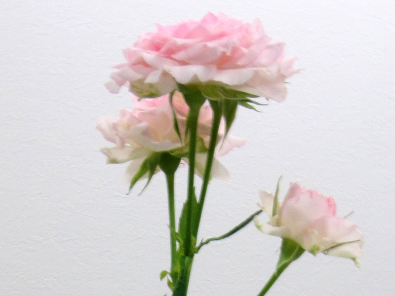 薔薇