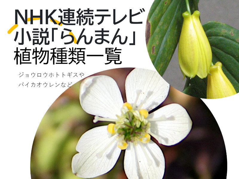 NHK TV serial Ranman plant species list