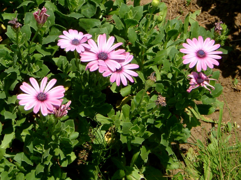 Osteospermum