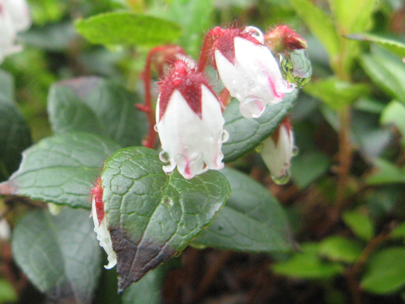 Gaultheria adenothrix