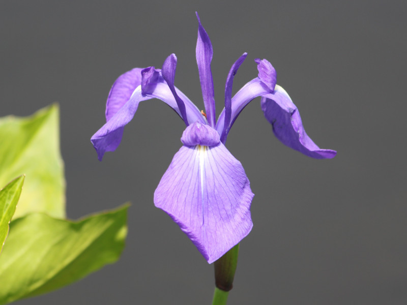 Iris lavigata