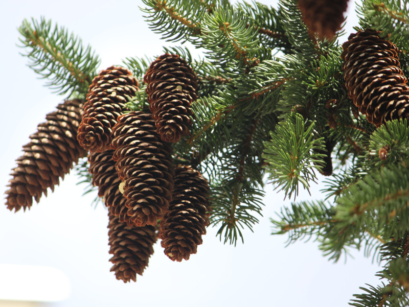 European spruce