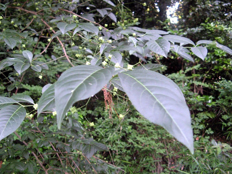 Euonymus hamiltonianus