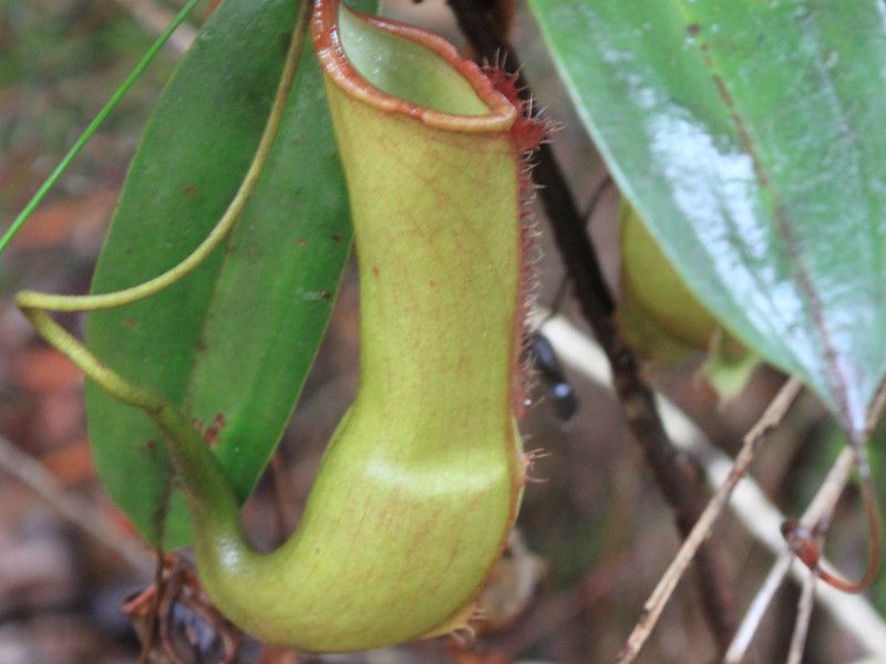 観葉植物1 ウツボカズラ（Nepenthes rafflesiana、ネペンテス・ラフレシアナ）