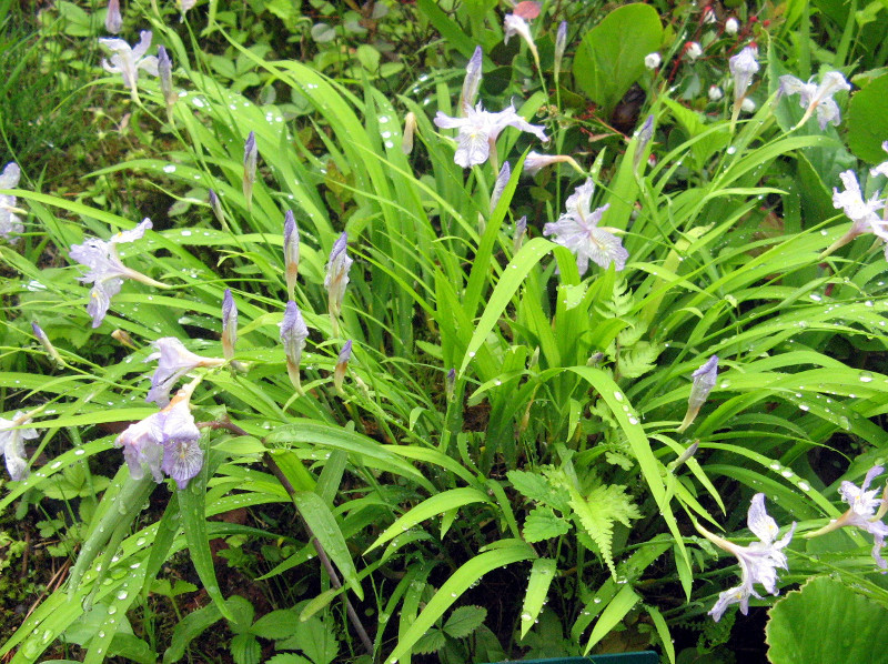 ヒメシャガ Iris Gracilipes かぎけん花図鑑