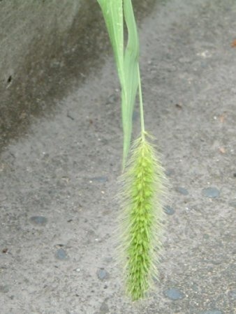 Setaria viridis