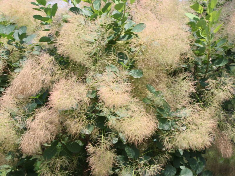 スモークツリー Cotinus Coggygria かぎけん花図鑑