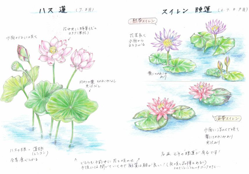 Water lily