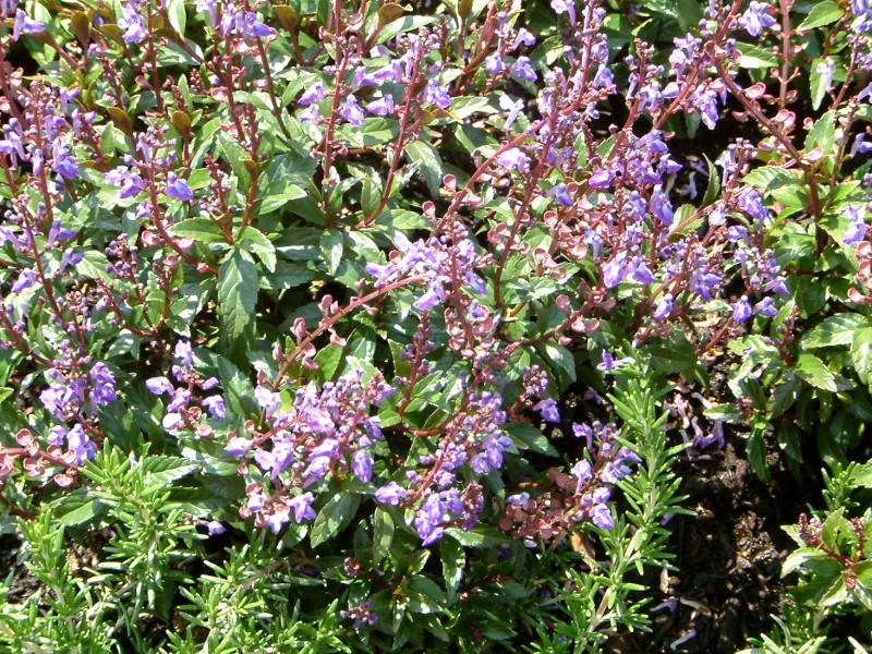 Scutellaria  'Blue Fire'