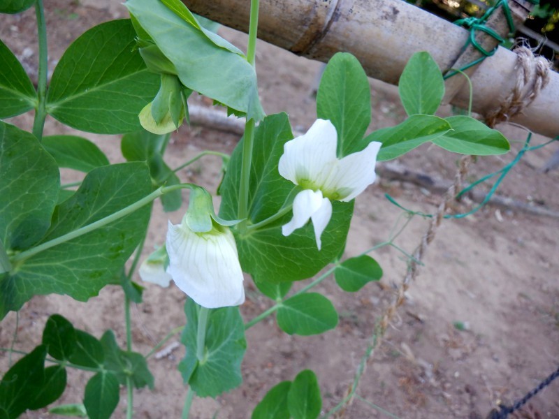 エンドウ Pisum Sativum かぎけん花図鑑