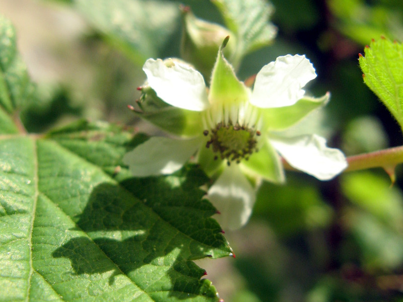 Rubus crataegifoliu