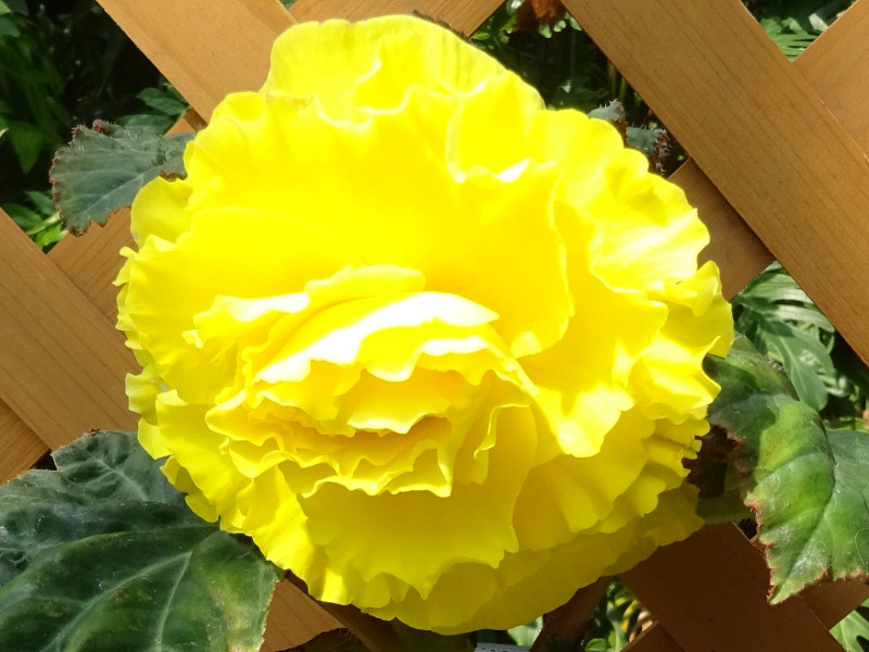  Begonia tuberhybrida 'Yellow ruffledform' 