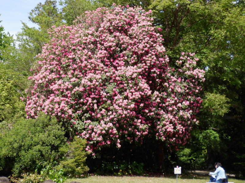 Rhododendron ‘Taiyo’