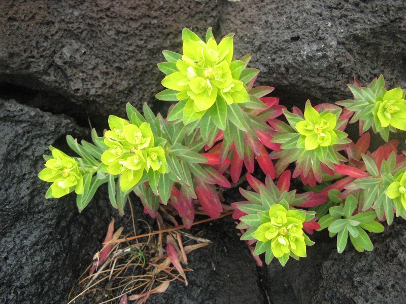 Euphorbia jolkinii