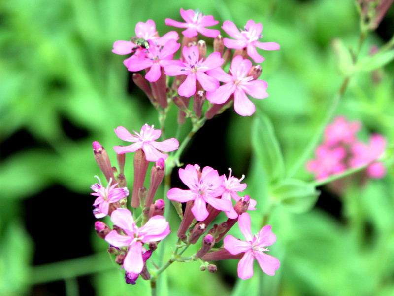 ムシトリナデシコ Silene Armeria かぎけん花図鑑