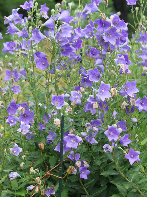 Balloon flower