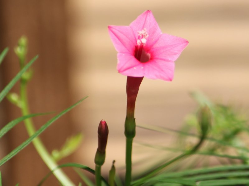 ルコウソウの仲間（縷紅草、学名：Ipomoea）