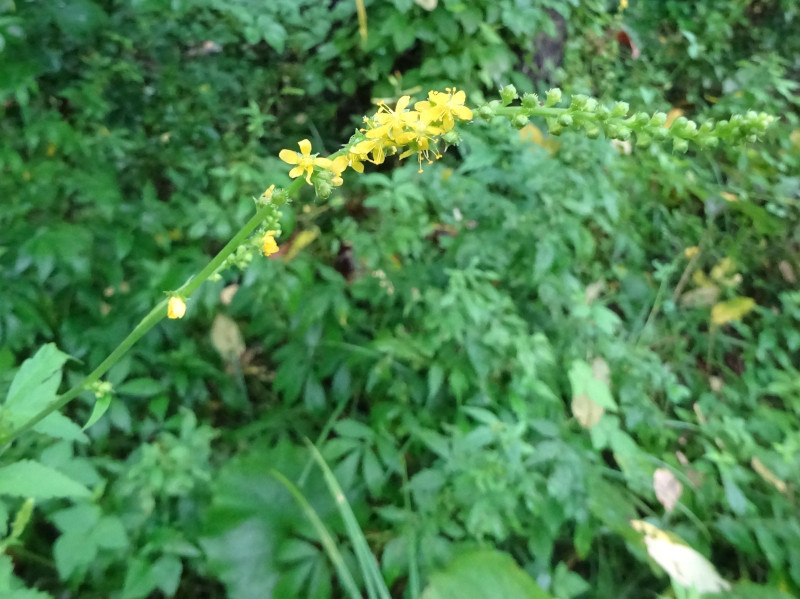 キンミズヒキ Agrimonia Pilosa Var Japonica かぎけん花図鑑