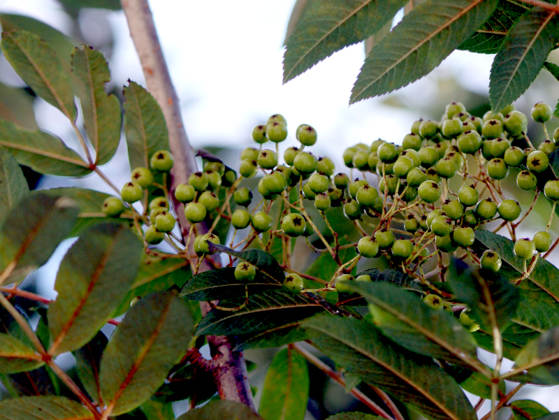 Rowan tree