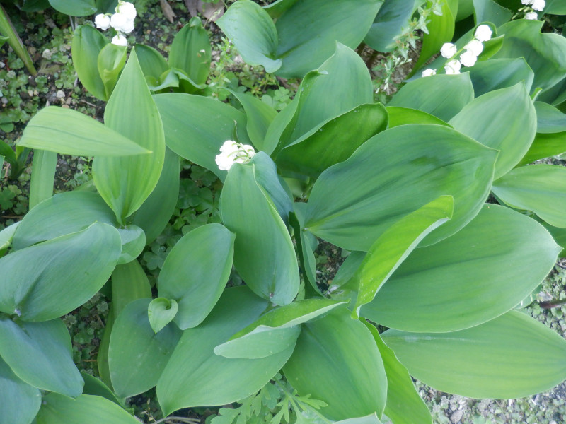 The German Lily of the valley