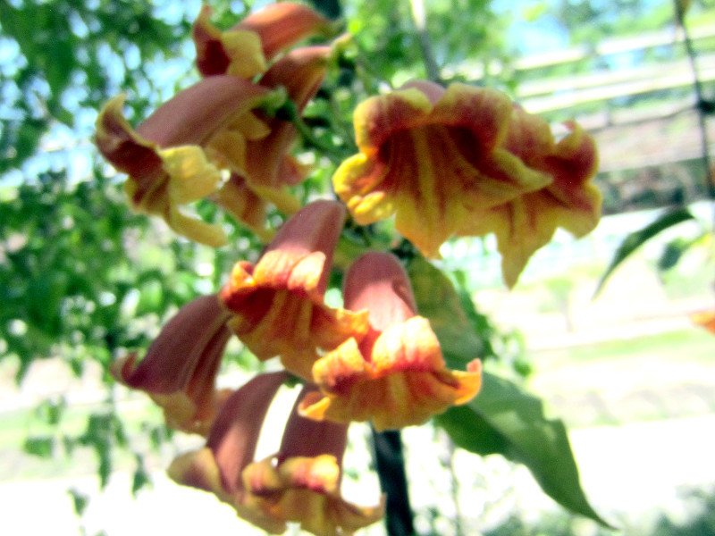 ツリガネカズラ Bignonia Capreolata かぎけん花図鑑