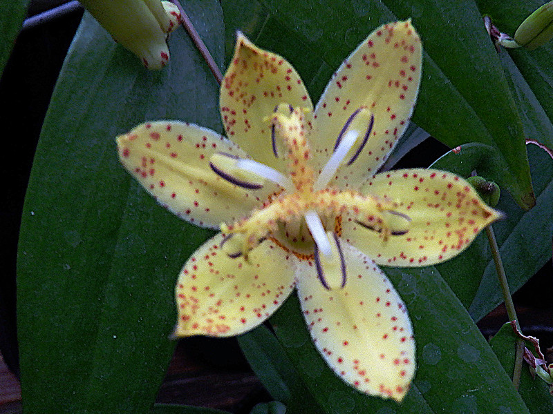 Tricyrtis flave