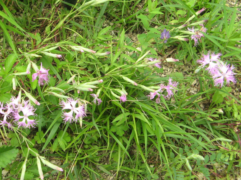 Dianthus speciosus 