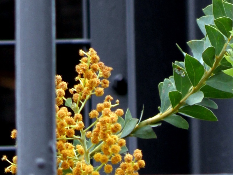 サンカクバアカシア Acacia Cultriformi かぎけん花図鑑